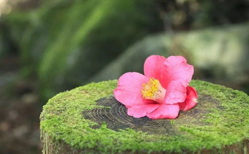隨和是素質(zhì)，低調(diào)是修養(yǎng)，良心是底線
